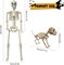 Halloween 36 Inches High Full Body Posable Standing Skeleton Decorations Outdoor with 18.8 Inches Long Skeleton Dog for Party Haunted House Supplies